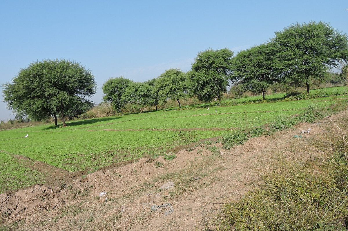 A mature kikar tree in a Punjab village